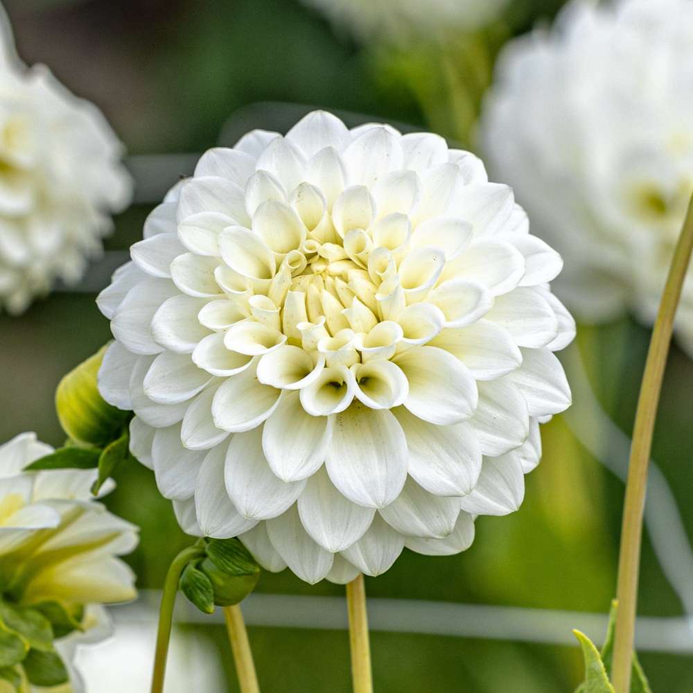 Dahlia 'Petra’s Wedding'